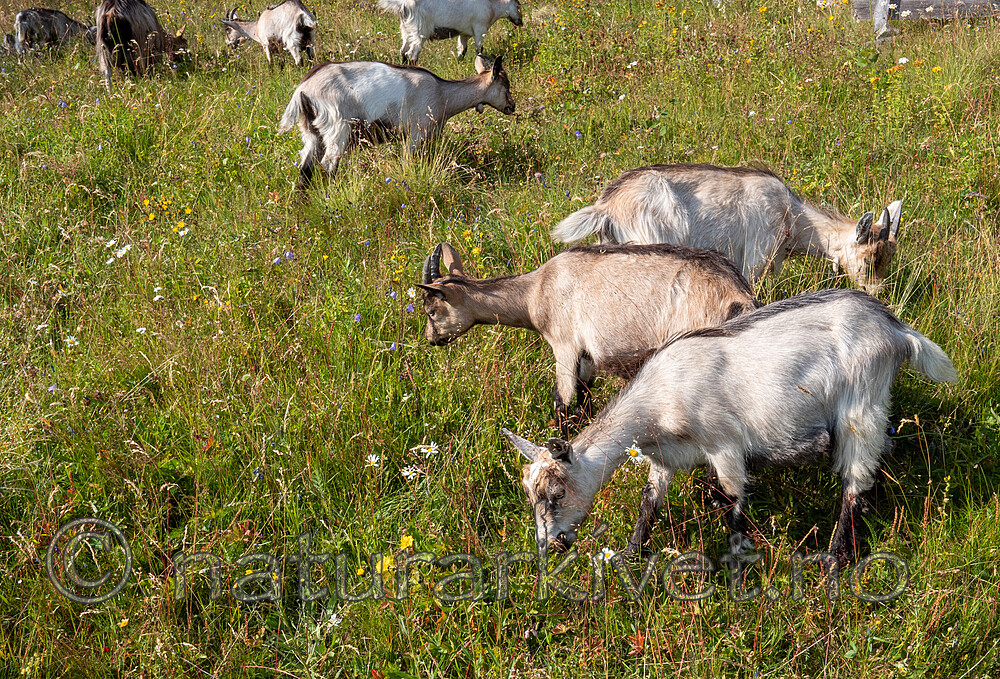 P7253942 / Capra hircus / Geit