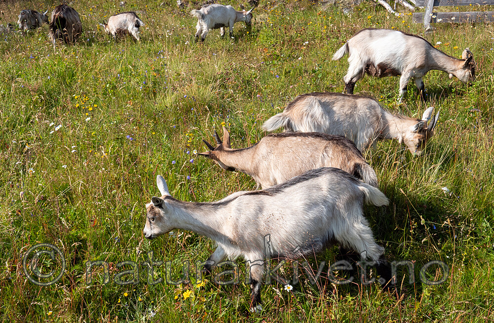 P7253944 / Capra hircus / Geit