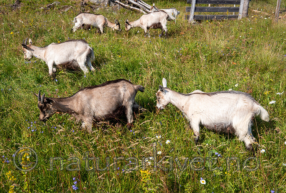 P7253950 / Capra hircus / Geit