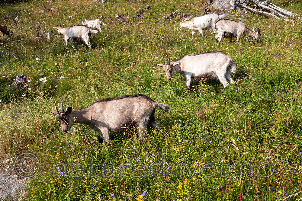 P7253951 / Capra hircus / Geit