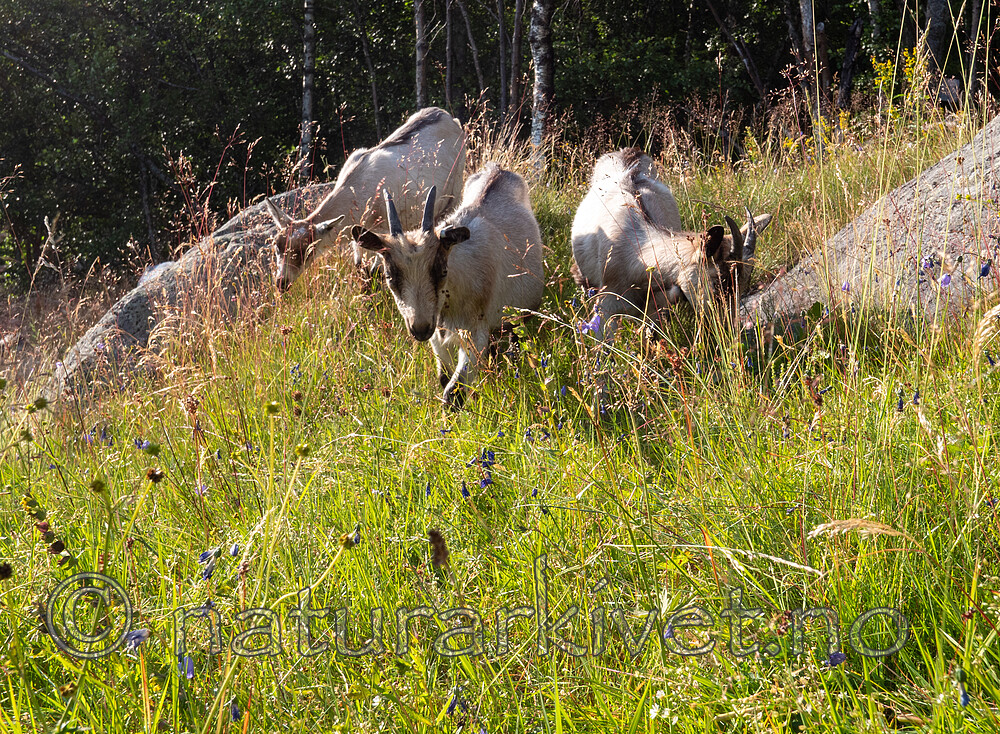 P7253961 / Capra hircus / Geit