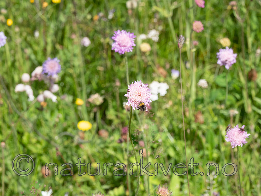 P7312201 / Bombus pascuorum / åkerhumle