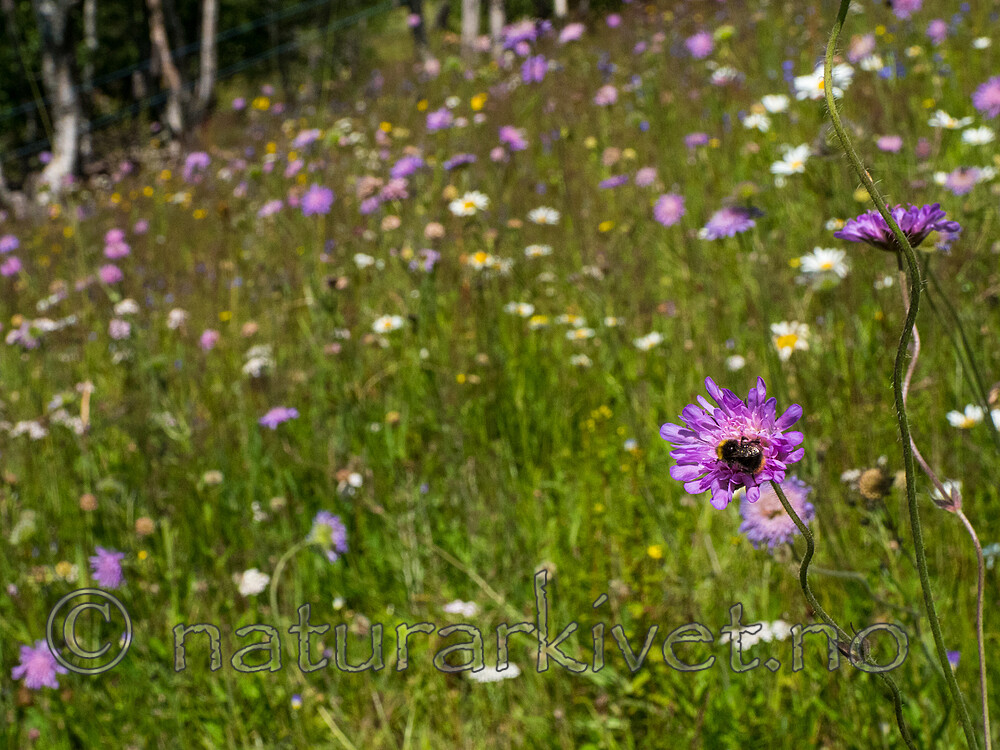 P7312213 / Bombus pascuorum / åkerhumle