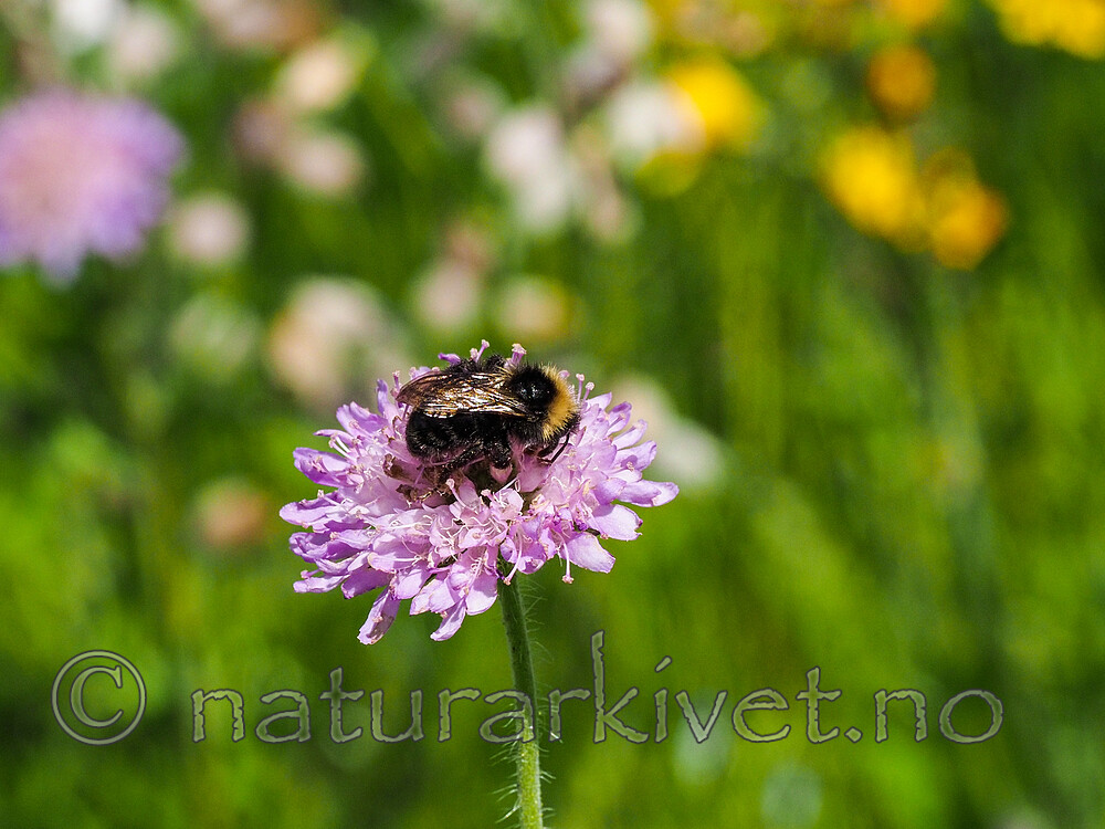 P7312219 / Bombus norvegicus / Tregjøkhumle