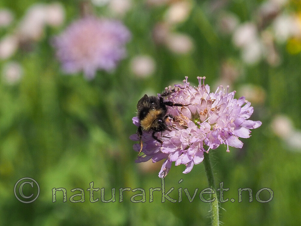 P7312222 / Bombus bohemicus / Jordgjøkhumle