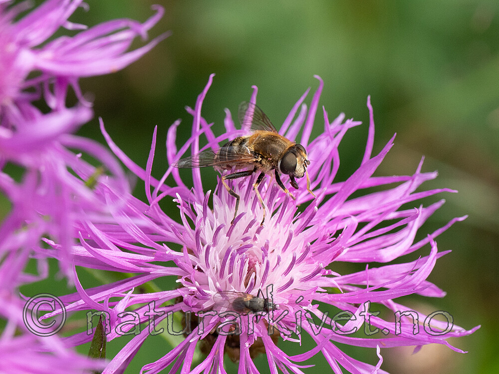 P8132410 / Eristalis interrupta / Engdroneflue