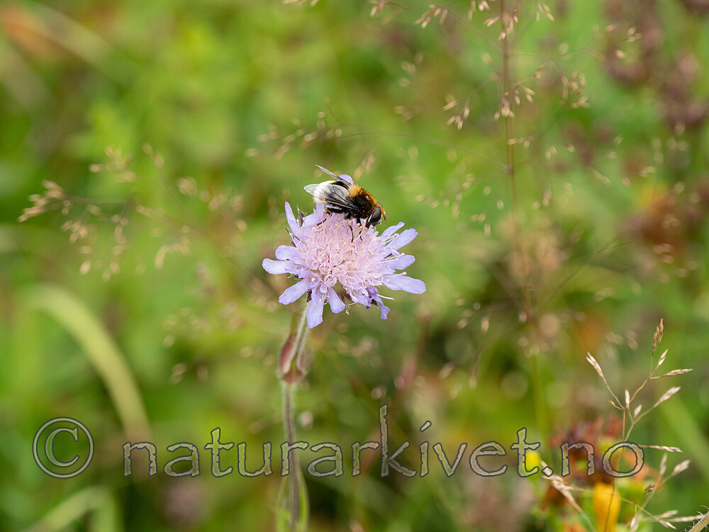 P8132445 / Eristalis intricaria / Svartskjeggdroneflue