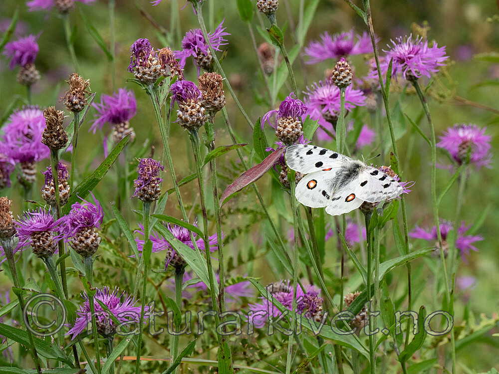 P8132474 / Parnassius apollo / Apollosommerfugl