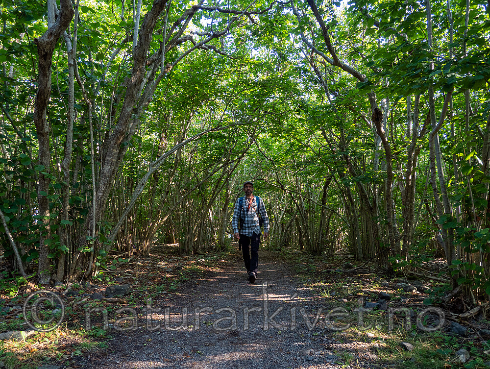 P8140083 / Corylus avellana / Hassel