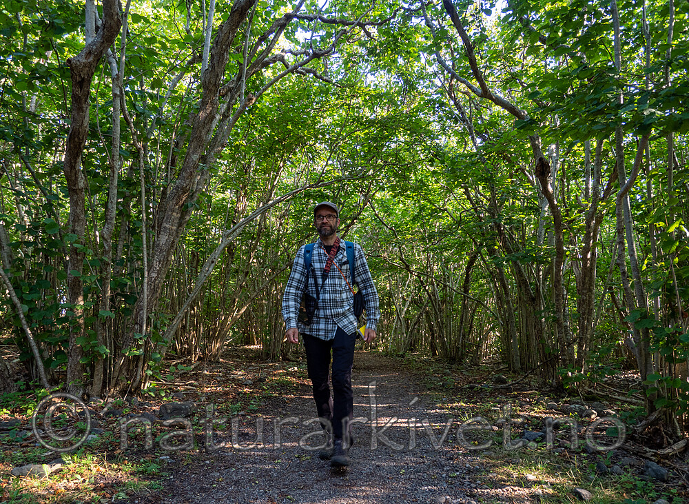 P8140084 / Corylus avellana / Hassel