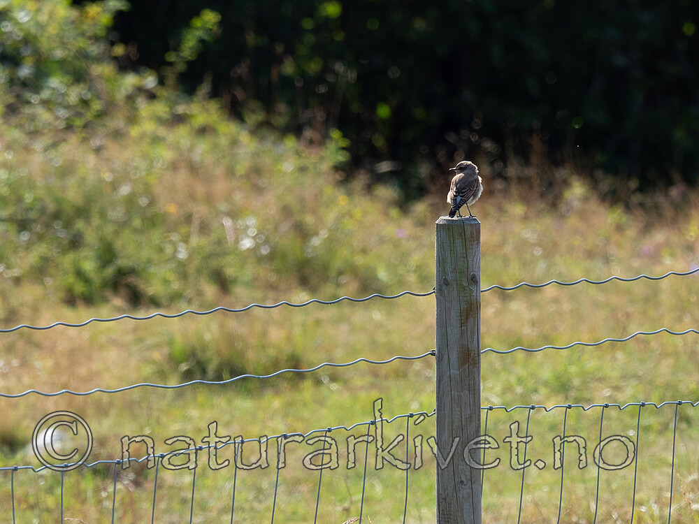 P8140211 / Oenanthe oenanthe / Steinskvett