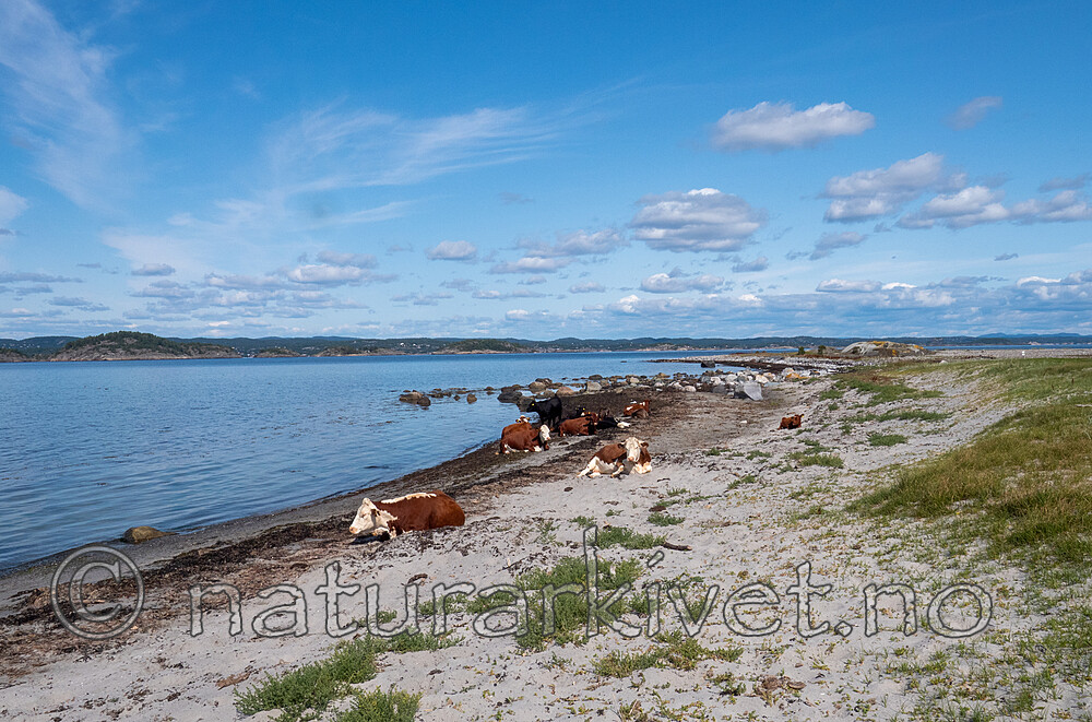 P8140231 / Bos taurus / Storfe