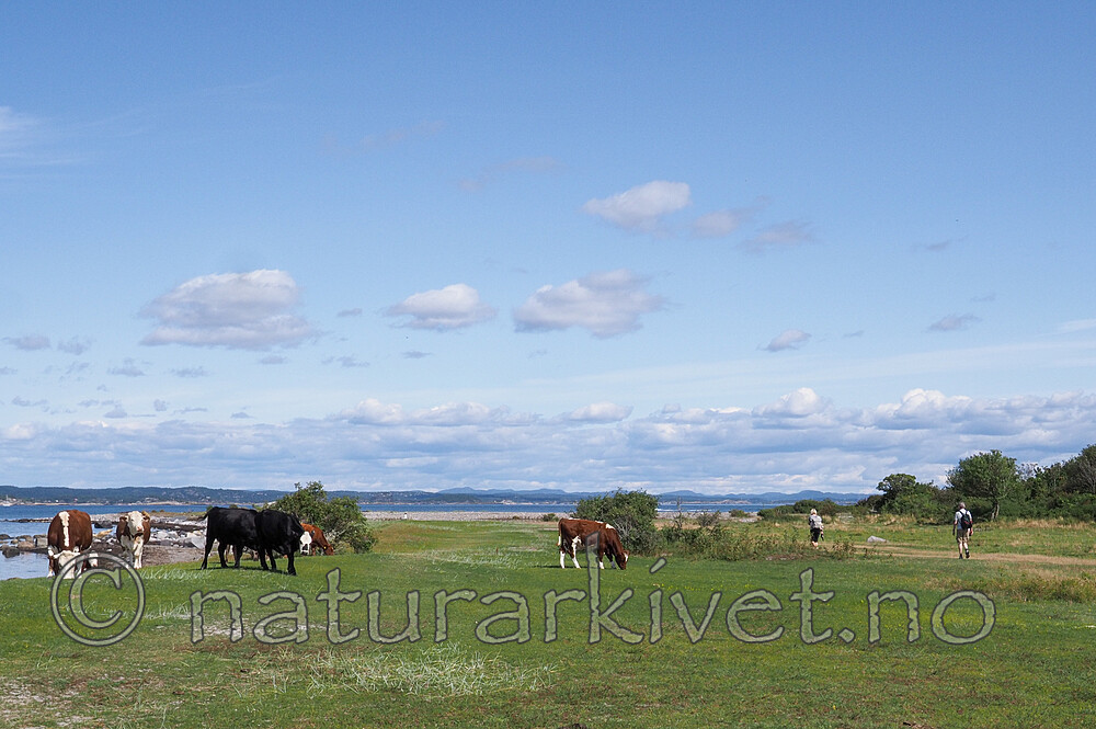 P8140238 / Bos taurus / Storfe