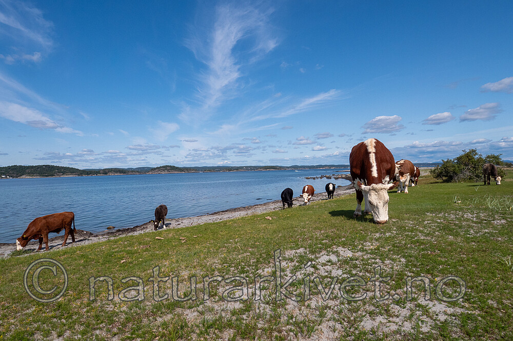 P8140242 / Bos taurus / Storfe