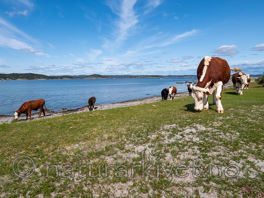 P8140243 / Bos taurus / Storfe