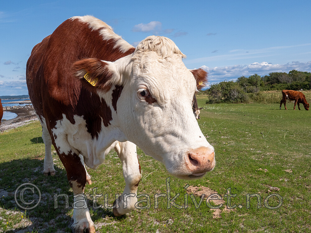 P8140249 / Bos taurus / Storfe