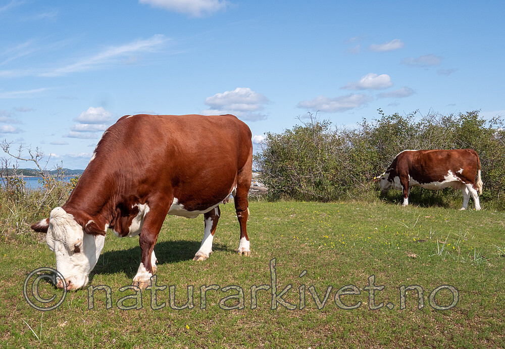 P8140263 / Bos taurus / Storfe