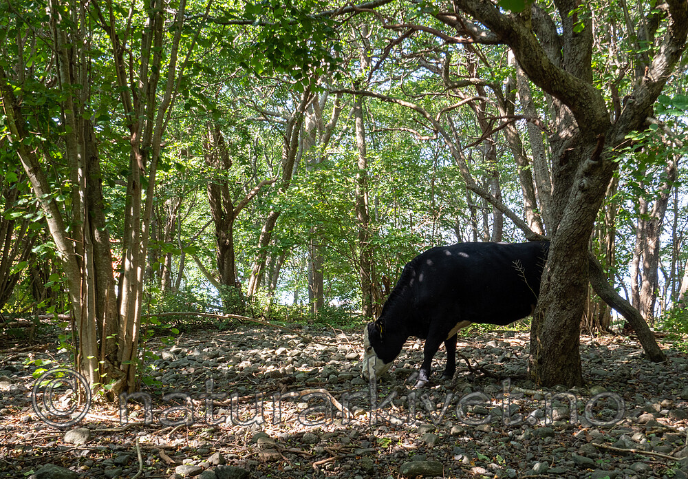 P8140269 / Bos taurus / Storfe