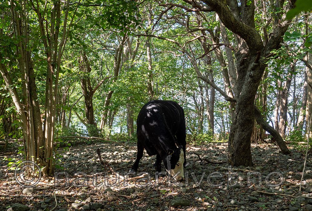 P8140271 / Bos taurus / Storfe