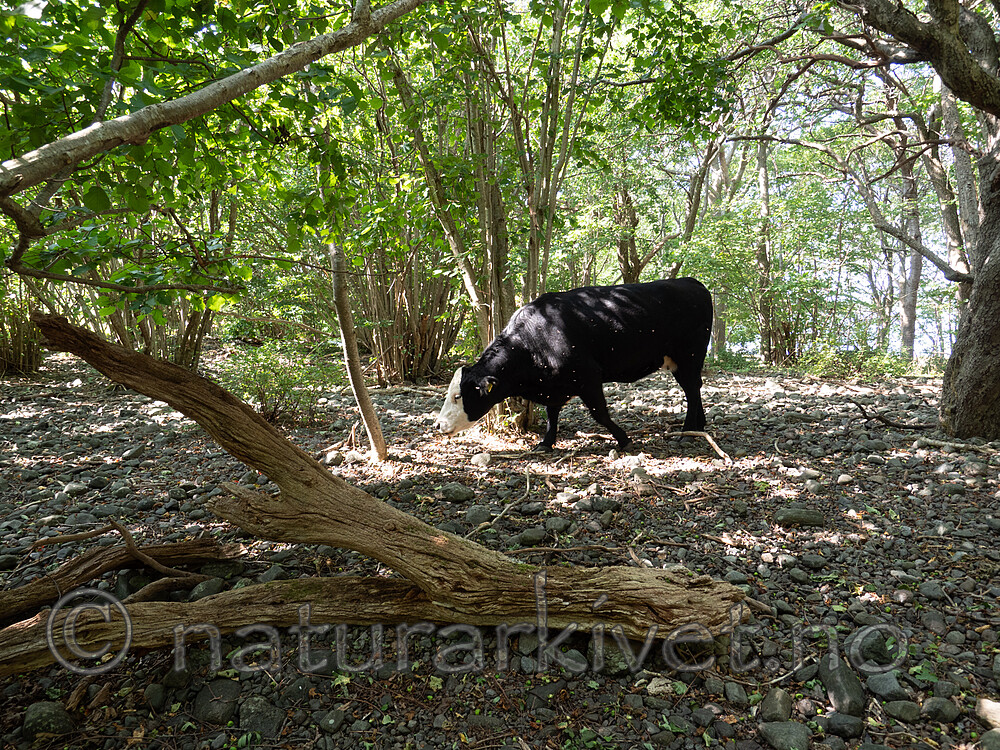 P8140273 / Bos taurus / Storfe