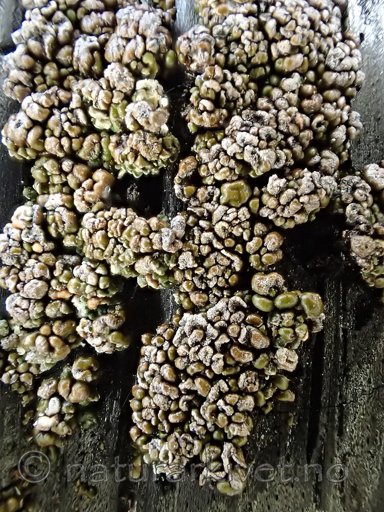 P8160642 / Carbonicola myrmecina / Mørk brannstubbelav