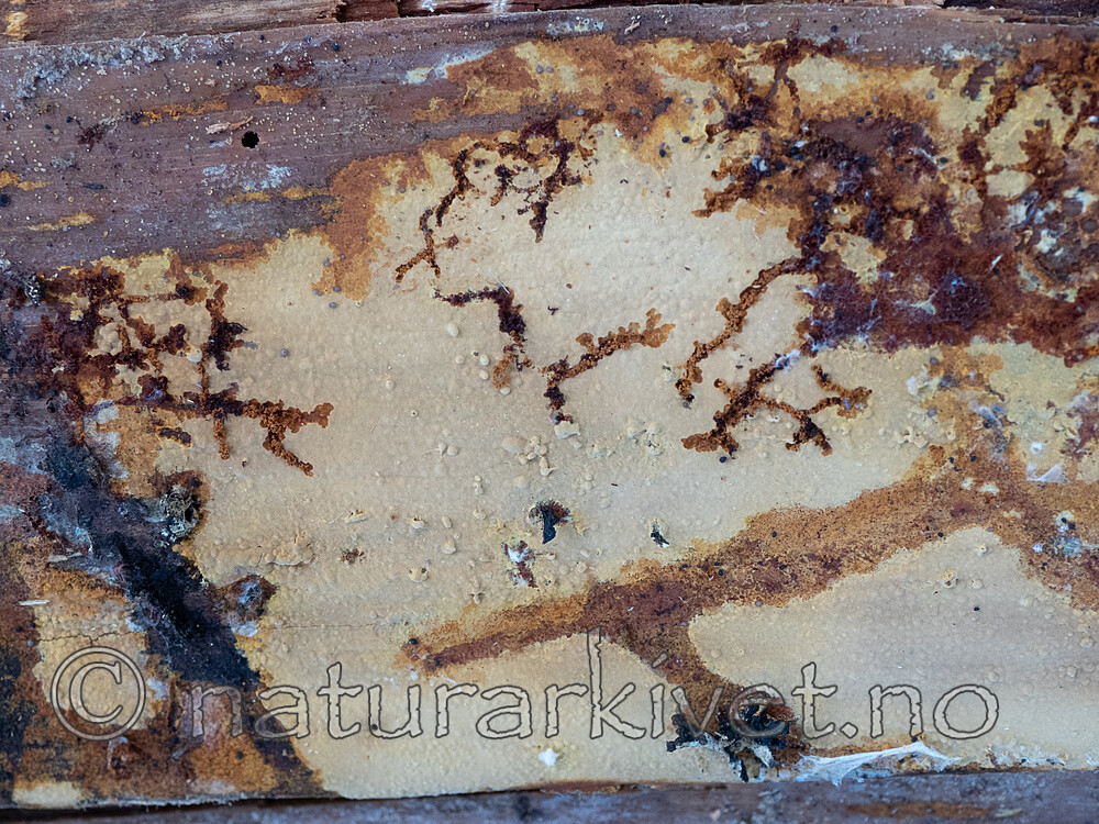 P8252495 / Crustoderma dryinum / Rustskinn