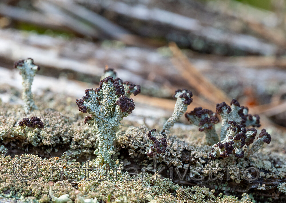 P8260313 / Cladonia parasitica / Furuskjell
