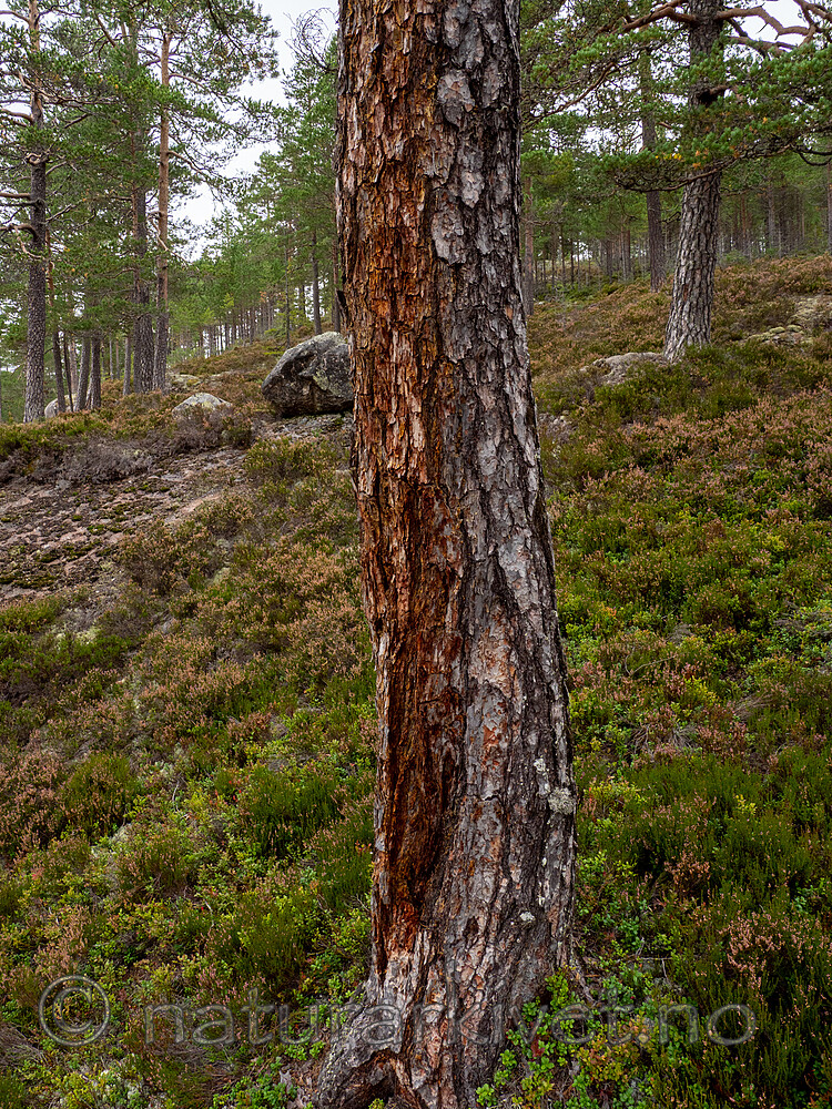 P9090399 / Nothorhina muricata