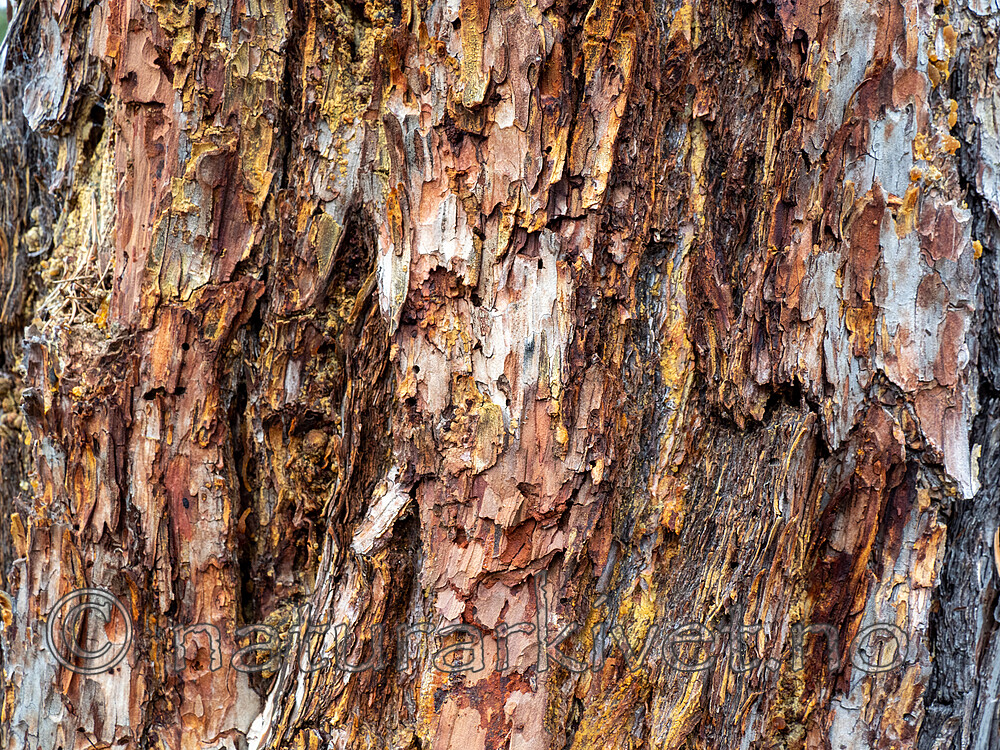 P9090400 / Nothorhina muricata