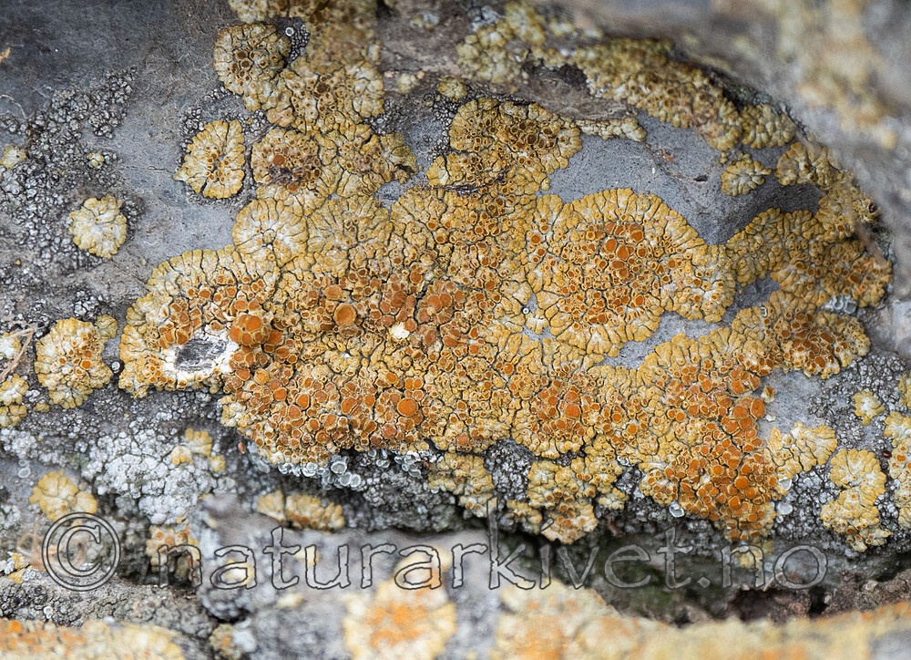 P9214181 / Calogaya pusilla