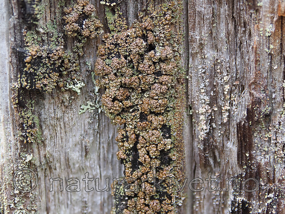 P9230492 / Carbonicola myrmecina / Mørk brannstubbelav