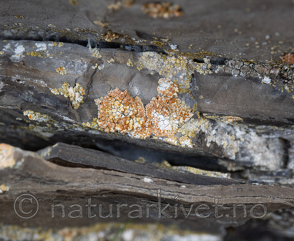 P9234189 / Calogaya pusilla