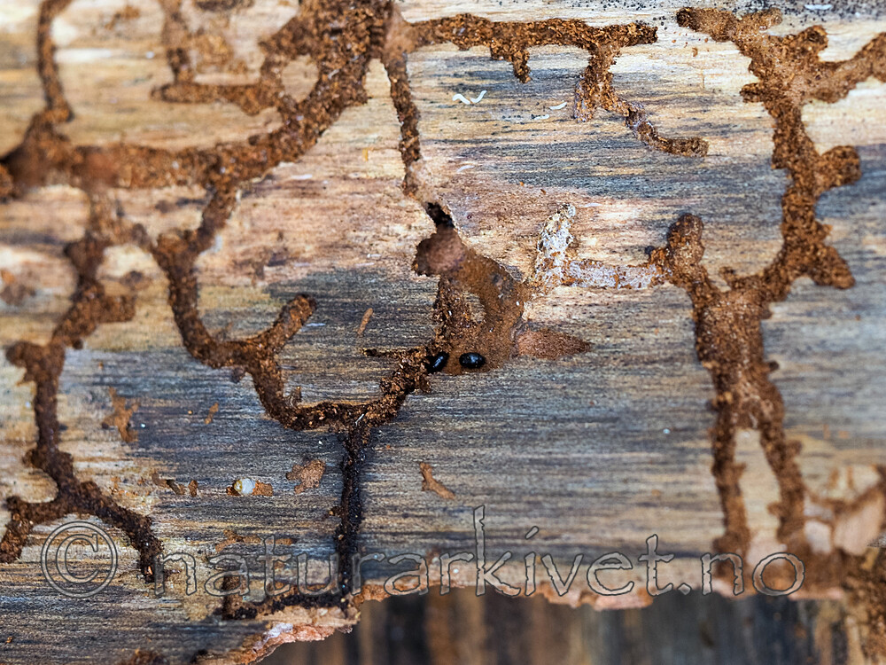 P9240499 / Orthotomicus longicollis <br /> Plegaderus saucius