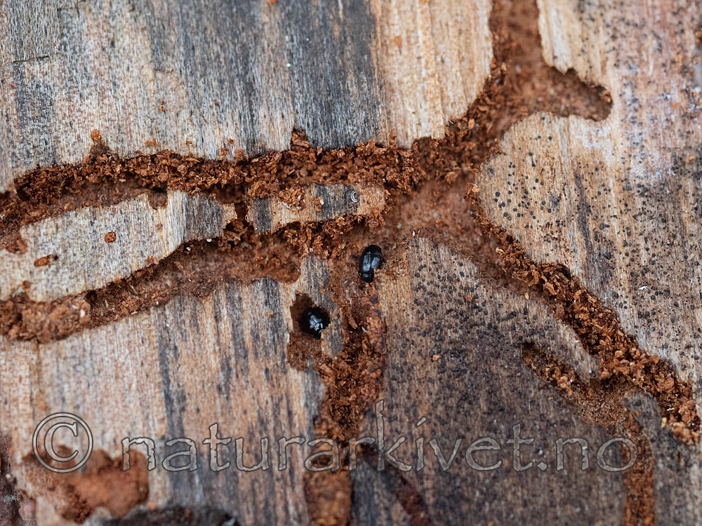 P9240522 / Orthotomicus longicollis <br /> Plegaderus saucius