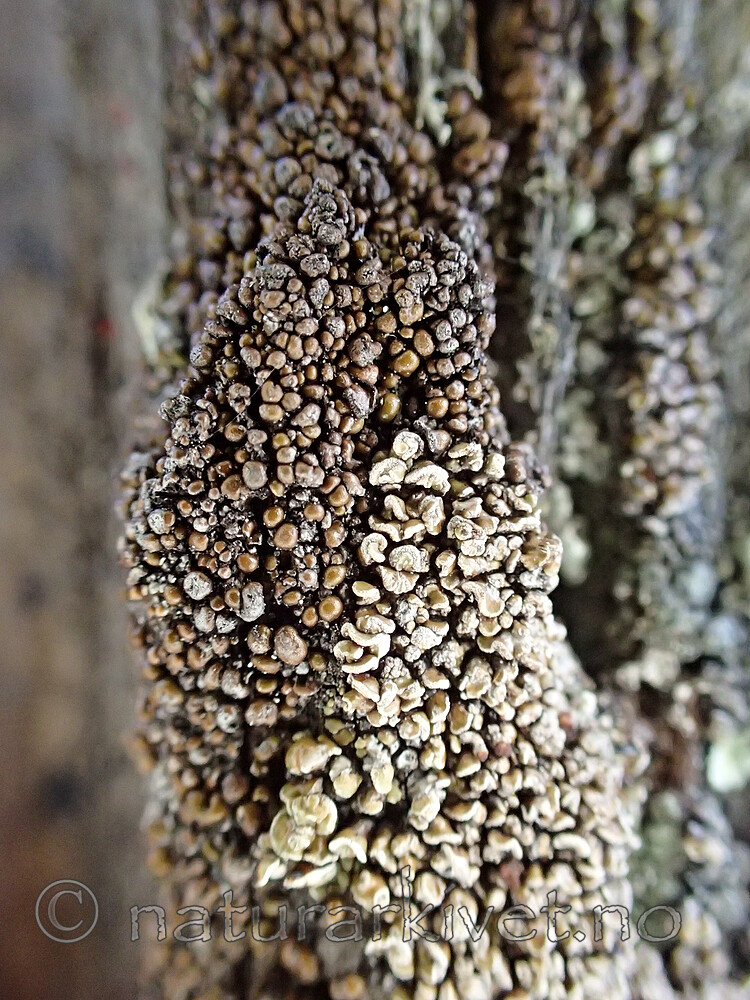 PA230156 / Carbonicola anthracophila / Lys brannstubbelav <br /> Carbonicola myrmecina / Mørk brannstubbelav