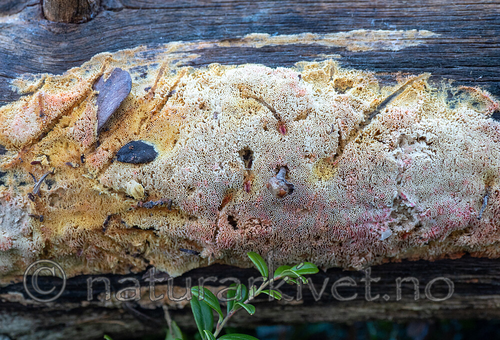 PA264309 / Antrodia infirma / Taigahvitkjuke