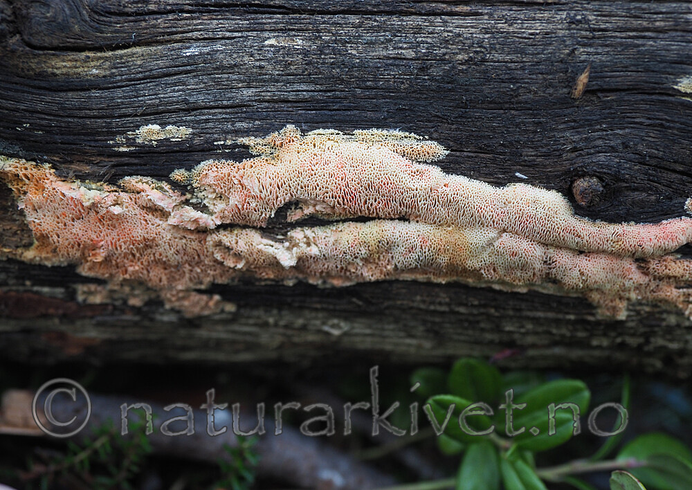 PA264314 / Antrodia infirma / Taigahvitkjuke