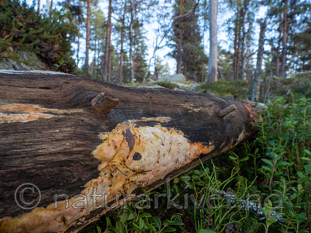 PA264323 / Antrodia infirma / Taigahvitkjuke