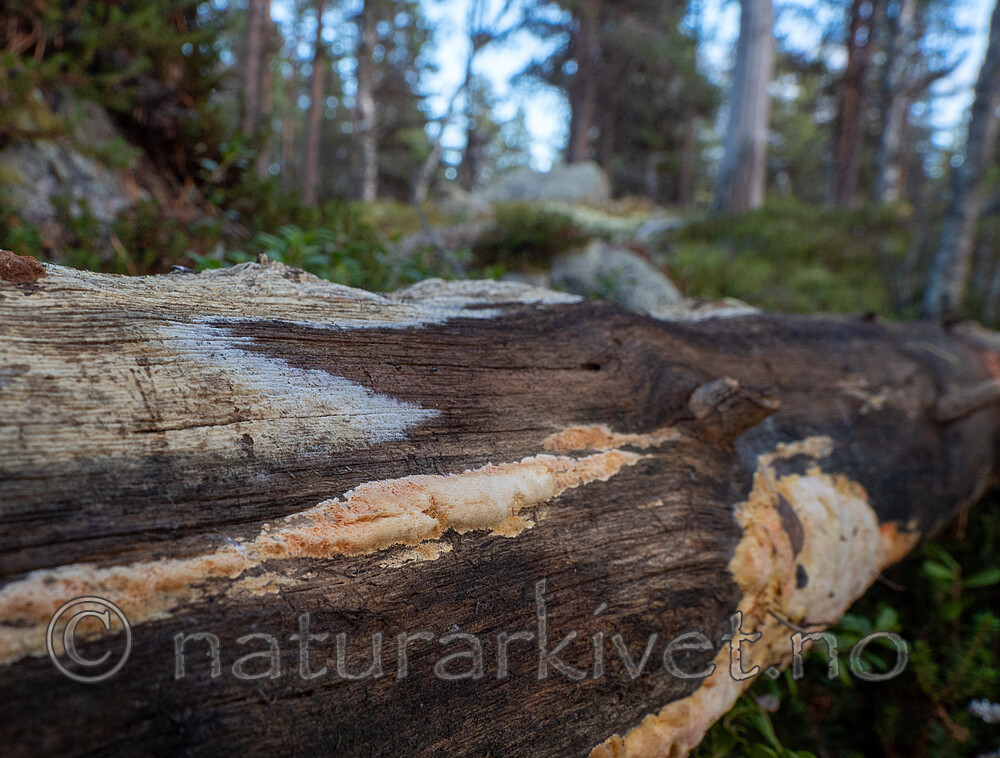 PA264341 / Antrodia infirma / Taigahvitkjuke