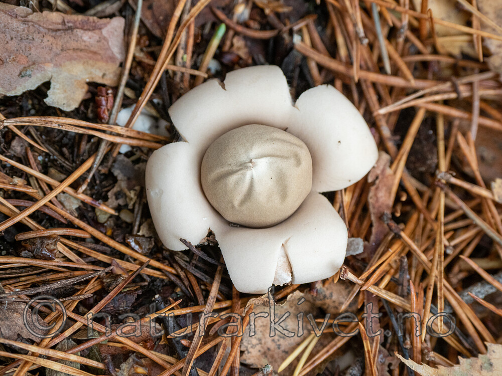 PA284371 / Geastrum fimbriatum / Brun jordstjerne