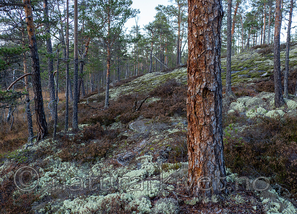 PA290781 / Nothorhina muricata