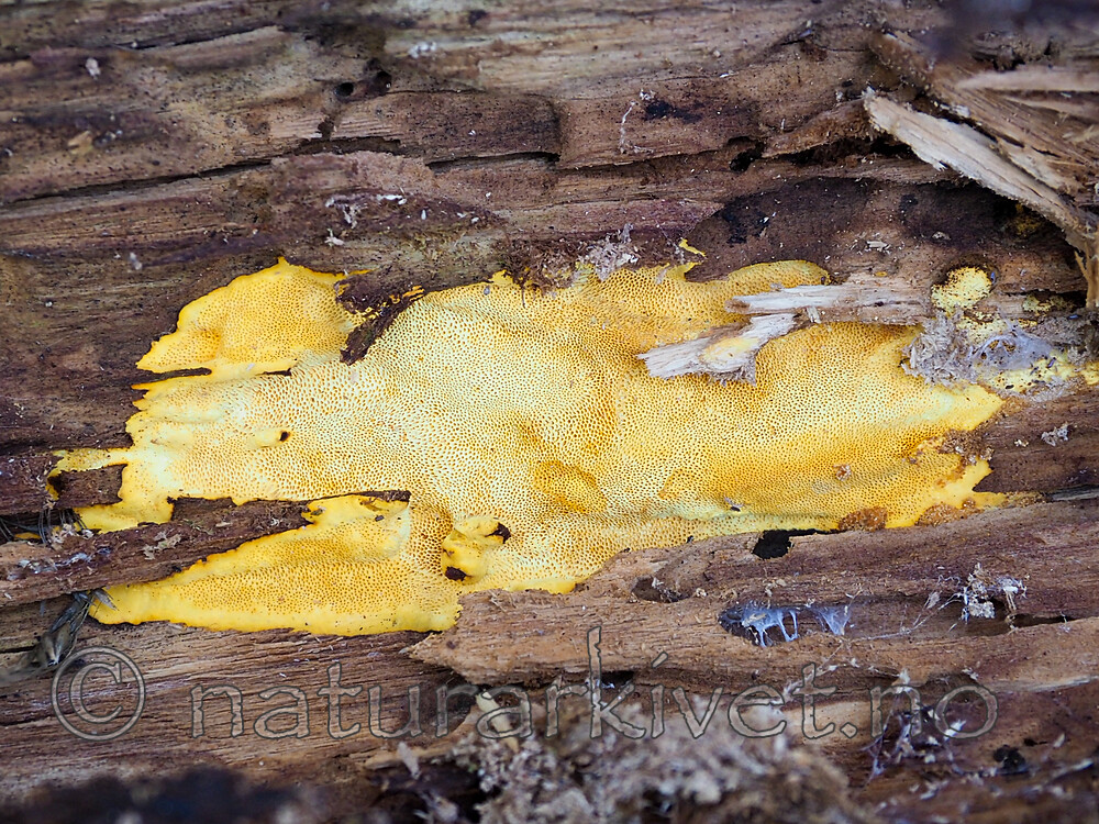 PA310817 / Perenniporia tenuis / Eggegul kjuke