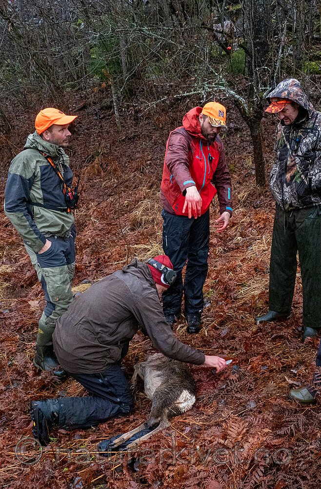 PB230901 / Capreolus capreolus / Rådyr