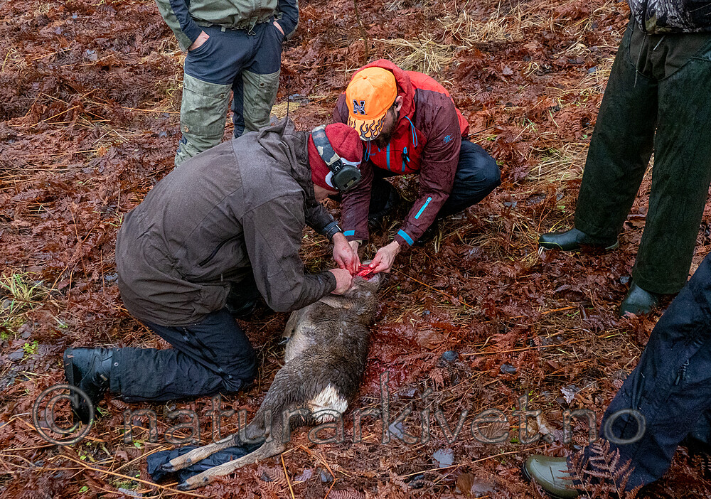 PB230902 / Capreolus capreolus / Rådyr