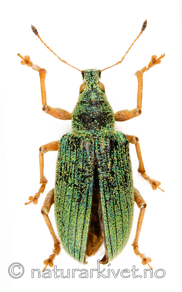 Polydusus_sericens_over / Polydrusus formosus