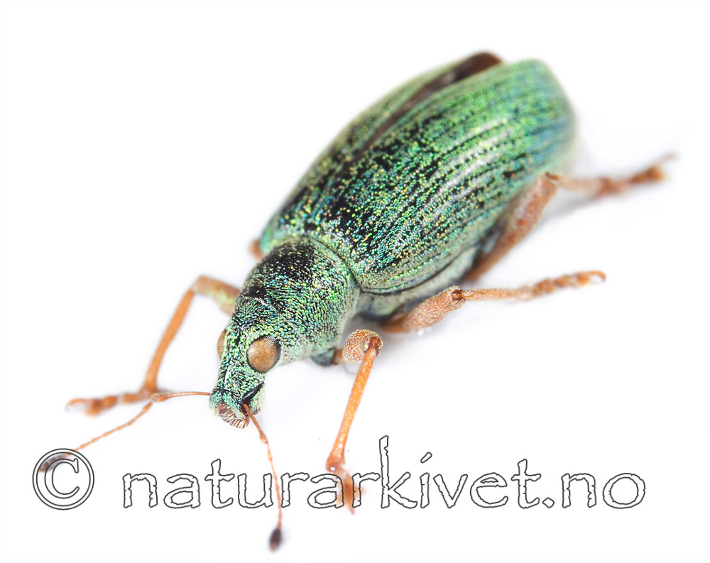 Polydusus_sericens_skraa / Polydrusus formosus