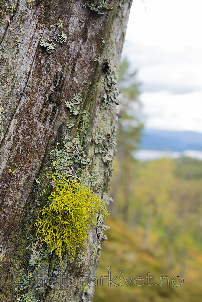 SIG_0031 / Letharia vulpina / Ulvelav
