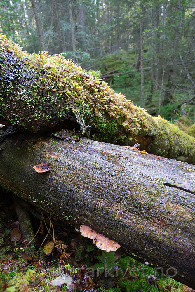 SIG_0069 / Amylocystis lapponica / Lappkjuke