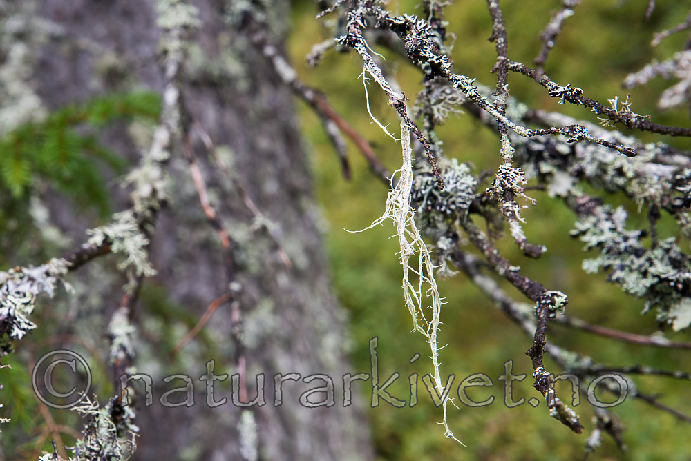 SIG_0135 / Evernia divaricata / Mjuktjafs