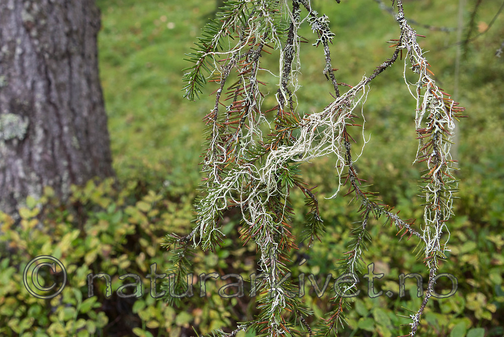 SIG_0136 / Evernia divaricata / Mjuktjafs